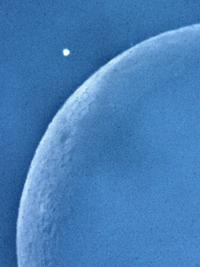 Occultation of Venus (click to enlarge)